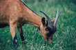 © Mediteraneo - Idyllic scene of an alpine goat on a pasture