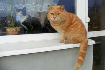 Red fat big cat sitting on the windowsill outside, next to him behind the glass in the house sits a tricolor cat, the concept of love