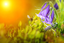 Flying Honey Bee Near Blue Bell Flower At Golden Spring Sunset Background. Nature Summer. Copy Space