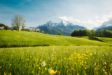 Wall Mural - idyllic landscape in the alps with blooming meadows in springtime