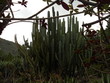 Grande cactus verde