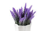 Fototapeta Lawenda - Lavender plant isolated on white background. Lavender in a pot. Floral home decor, greeting card with flower