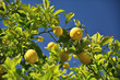 Lemon tree with lemons.