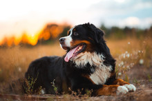 Side View At Bernese Mountain Dog Walking Outdoor
