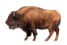 Bison Isolated On White