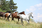 Fototapeta Zwierzęta - Amazing batch of horses on pasturage