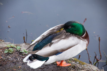 Wall Mural - duck2