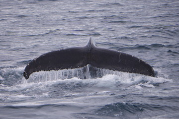 View whale in Iceland