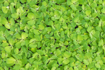 Pattern of green leaf background and texture, Leaf of water lettuce background