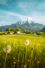 Wall Mural - idyllic landscape in the alps with blooming meadows in springtime