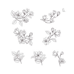 Wall Mural - Floral hand drawn design elements. Line art isolated on the white background.