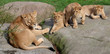 Mother lion with 3 cubs lying on a rock