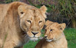 Mother lion and cub, close up, heads together