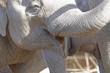 Close up of young elephant, with trunk high, looks like he's smiling