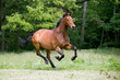 Pferd braunes Warmblut auf der Weide Wallach im vollem Galopp auf einer Pferdekoppel Bergaufgalopp im Dreitakt Kraftpaket Springpferd