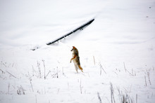 Coyote Rearing Up In Yellowstone National Park In Winter, USA