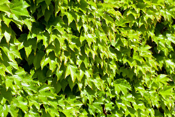 Wall Mural - Green leaves pattern background.