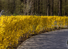 Large Blooming Forsythia Bush Blooming In The Spring Garden