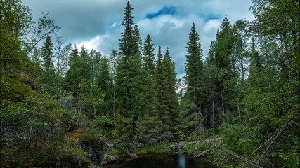Wind shakes trees in the taiga forest