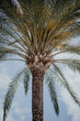 nature poster. palm tree