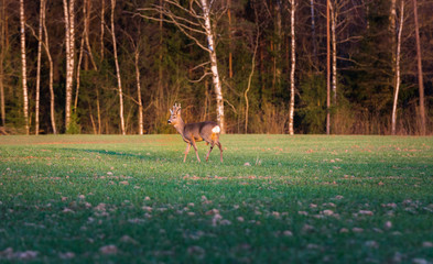 Wild deer having a meal on a green crop field at spring time. Warm evening with golden sunset over the countryside. Peaceful nature landscape.