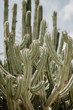 nature poster. cactus