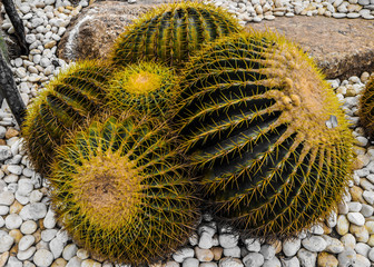 Beautiful cactus tree in the outdoor gardens and parks