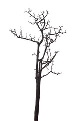 dead tree isolated on white background