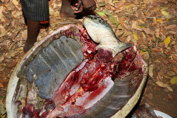 Shell and severed head of a sea turtle