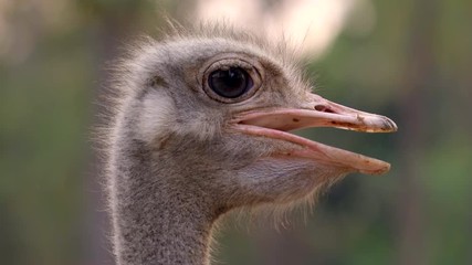 Wall Mural - ostrich head and neck in the park