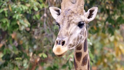 Wall Mural - close up of a giraffe head in nature