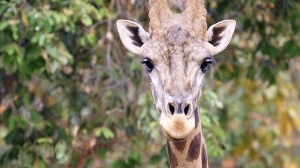 Wall Mural - close up of a giraffe head in nature