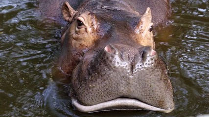 Wall Mural - hippopotamus in the river