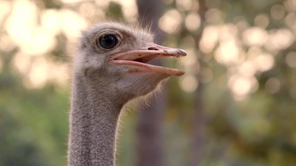 Wall Mural - ostrich head and neck in the park