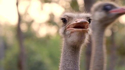 Wall Mural - ostrich head and neck in the park