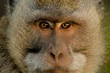 Macaque Stare