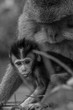 Macaque Mother