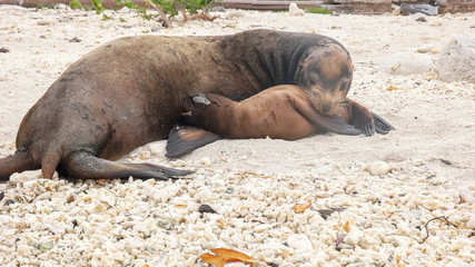 mother tends to her baby sea lion on a beach at isla genovesa in the galapagos