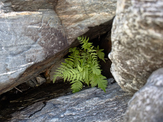 Ferns grow between rocks at the nature reserve Reserva Florofaunistica de Rincón del Este, in Villa de Merlo, San Luis, Argentina