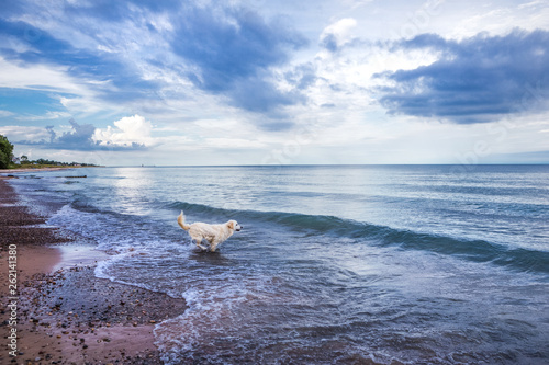 Cuadros en Lienzo Dog running into Lake Michigan on a summer day