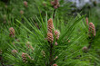 Scots pine - Pinus sylvestris in Sochi Dendrarium. Closeup of cones.