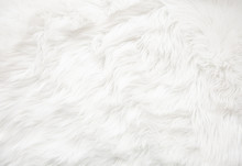 White Fur Texture
