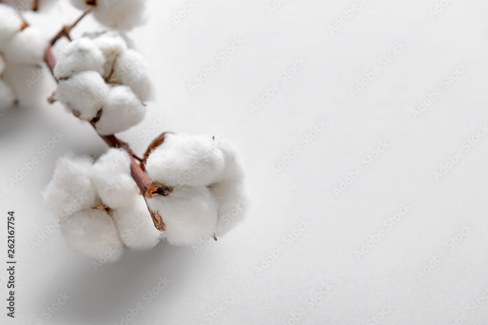 Cotton flowers on light background