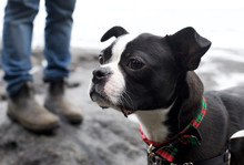 Close Up Of Black And White Small Dog With Owners Legs In The Background At A Rocky Beach
