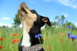 Piękny pies na łące pełnej kwiatów, patrzy w stronę nieba