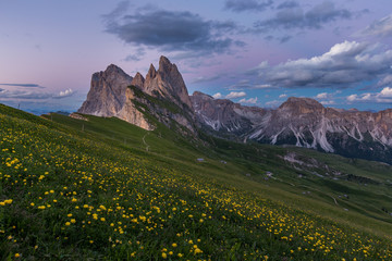 Wall Mural - Stunning view of Dolomite mountain and wildflower field in summer at Seceda peak, Italy.