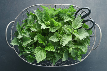 Freshly Picked Nettle