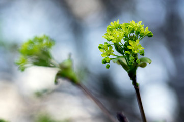 acer platanoides flowering tree branches, bright yellow green flowers in bloom, springtime season