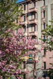 Fototapeta Kwiaty - Pink blossoms at early springtime in Milan