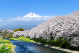 Fototapeta Do pokoju - Beautiful view of Cherry blossoms (sakura) and Mount Fuji with blue sky in the background at the Uruigawa river in Fujinomiya City, Shizuoka, Japan